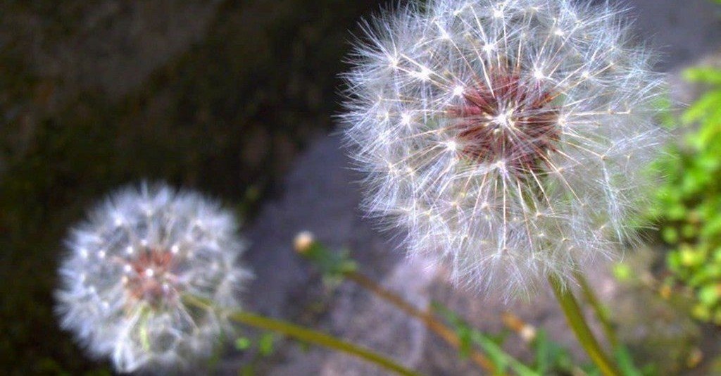 タンポポの綿毛が遠くまで宙を舞う理由 Eryr13 Note
