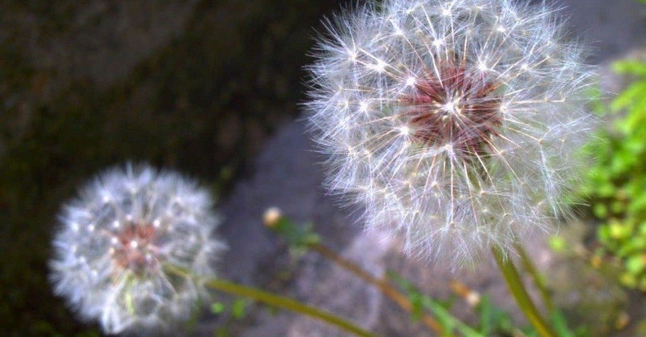 タンポポの綿毛が遠くまで宙を舞う理由 Eryr13 Note タンポポの綿毛が遠くまで宙を舞う理由 Eryr13 Note