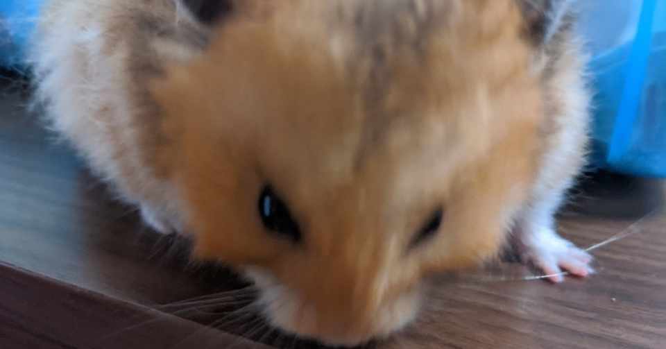 ハムスター を飼う 暑さ対策編 にゅ ぶる Note