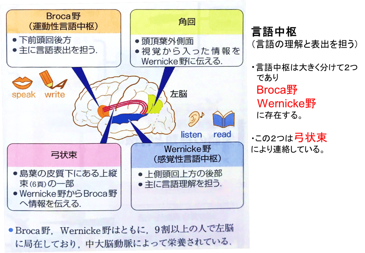 Images Of ブローカ野 Japaneseclass Jp Images Of ブローカ野 Japaneseclass Jp