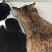 英国ドラマ ブラックミラー メタルヘッド のネタバレ感想 海辺暁子 Note 英国ドラマ ブラックミラー メタルヘッド のネタバレ感想 海辺暁子 Note