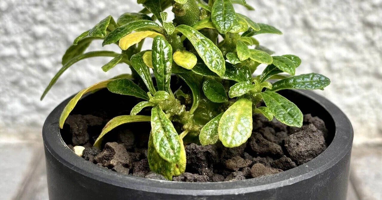 ドルステニア|ギガス|King of Dorstenia｜cova 塊根植物に沼った美容師