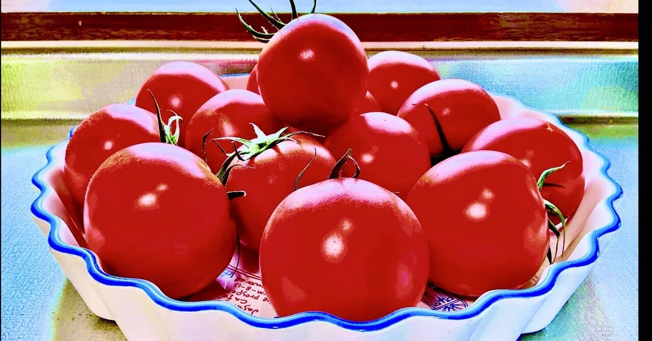 トマト大好き🍅｜子葉