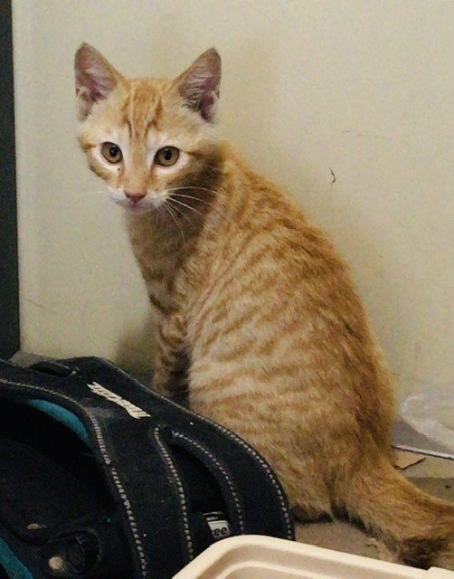 子猫のお腹は 幸せの温度 ノラ猫日記 2日目 高嶋イチコ Note 子猫のお腹は 幸せの温度 ノラ猫日記 2日目 高嶋イチコ Note