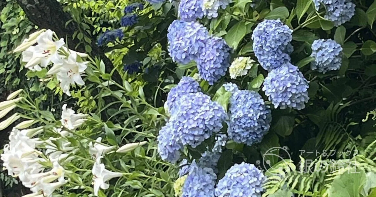紫陽花の鎌倉　今の万葉庵の庭は