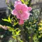 片山かなみ