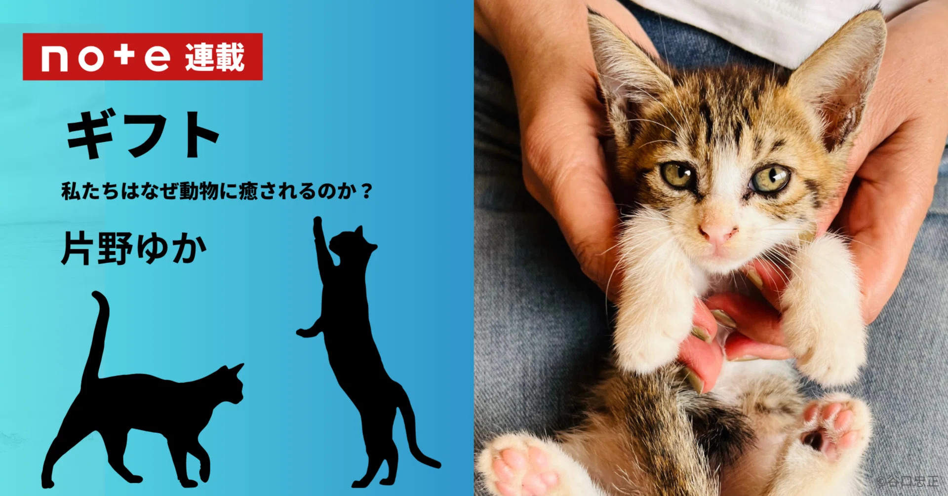 ギフト 私たちはなぜ動物に癒されるのか？｜第7回 猫のゴロゴロ音に 