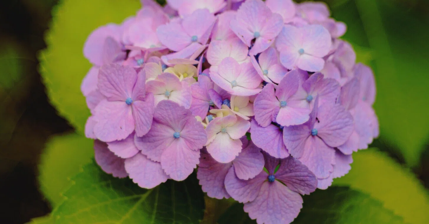 Tessar 50mm F2.8が写す、梅雨の静けさと紫陽花の色｜はっちゃん