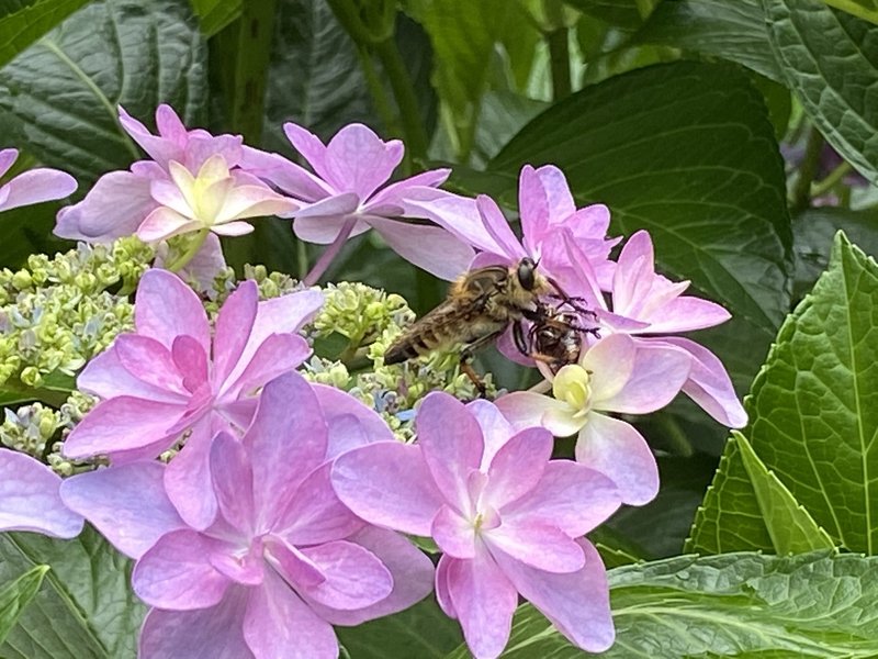 6 22 一生に一度しか咲かない花 Nontak Note