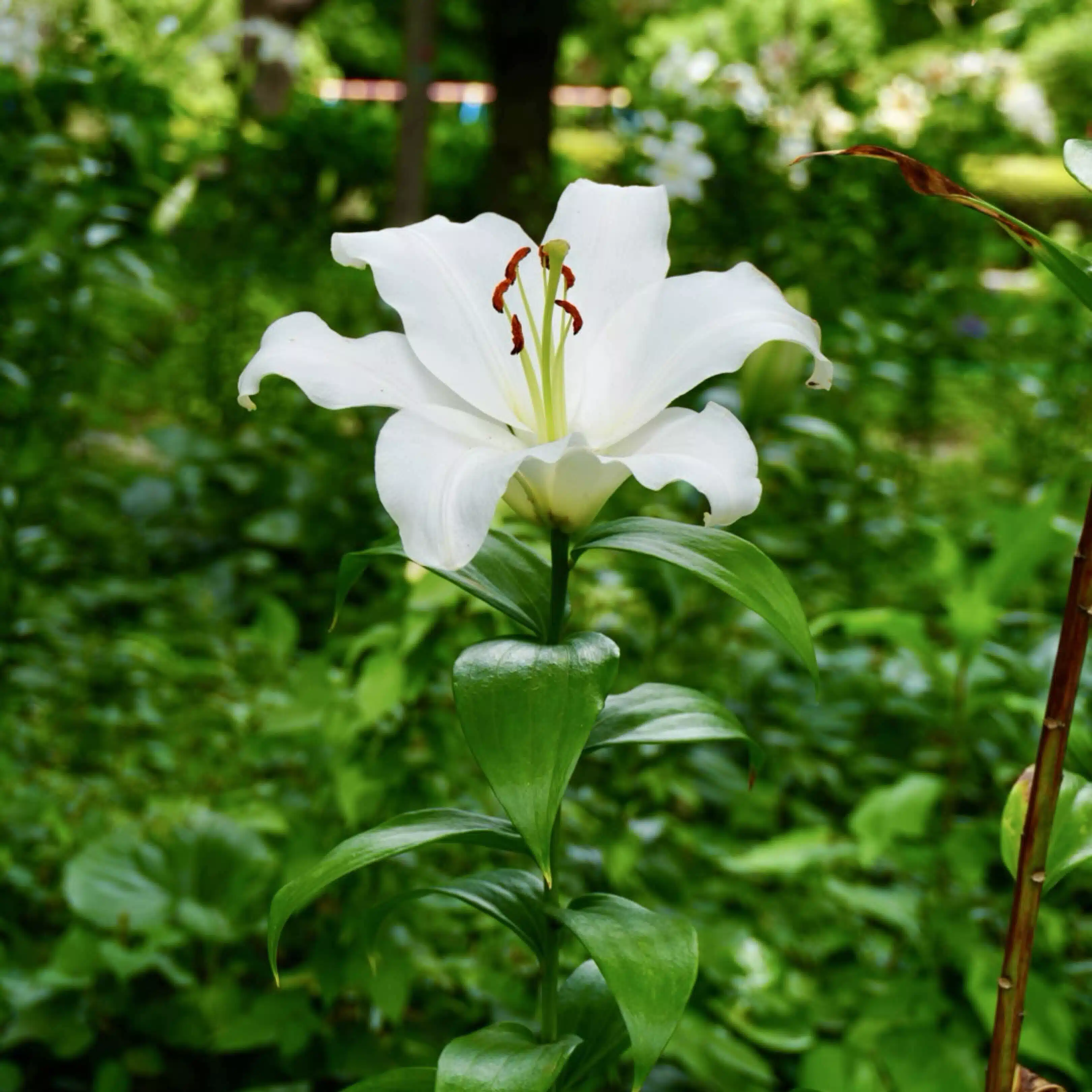 hoko Lily✿*:･ﾟ（ほこりり）