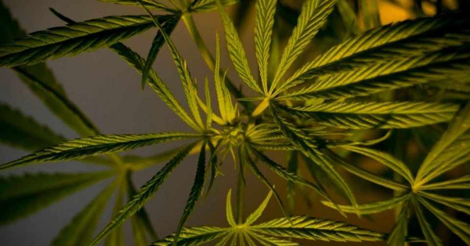 医療大麻について 大麻とは Dr フロッガー Note