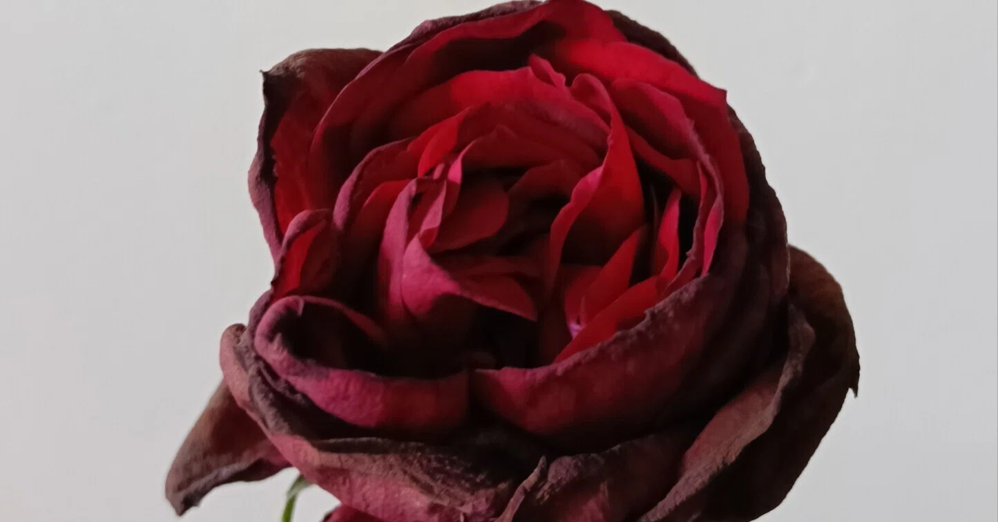 YOSHIKIさんの薔薇が蘇った日｜ちゃとしのことば