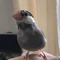 桃ジュース