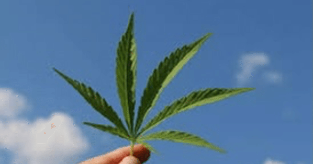 Cannabis 大麻のお店にいってみた 合法 Hyuuri ライター 起業 海外ワーケーション Note