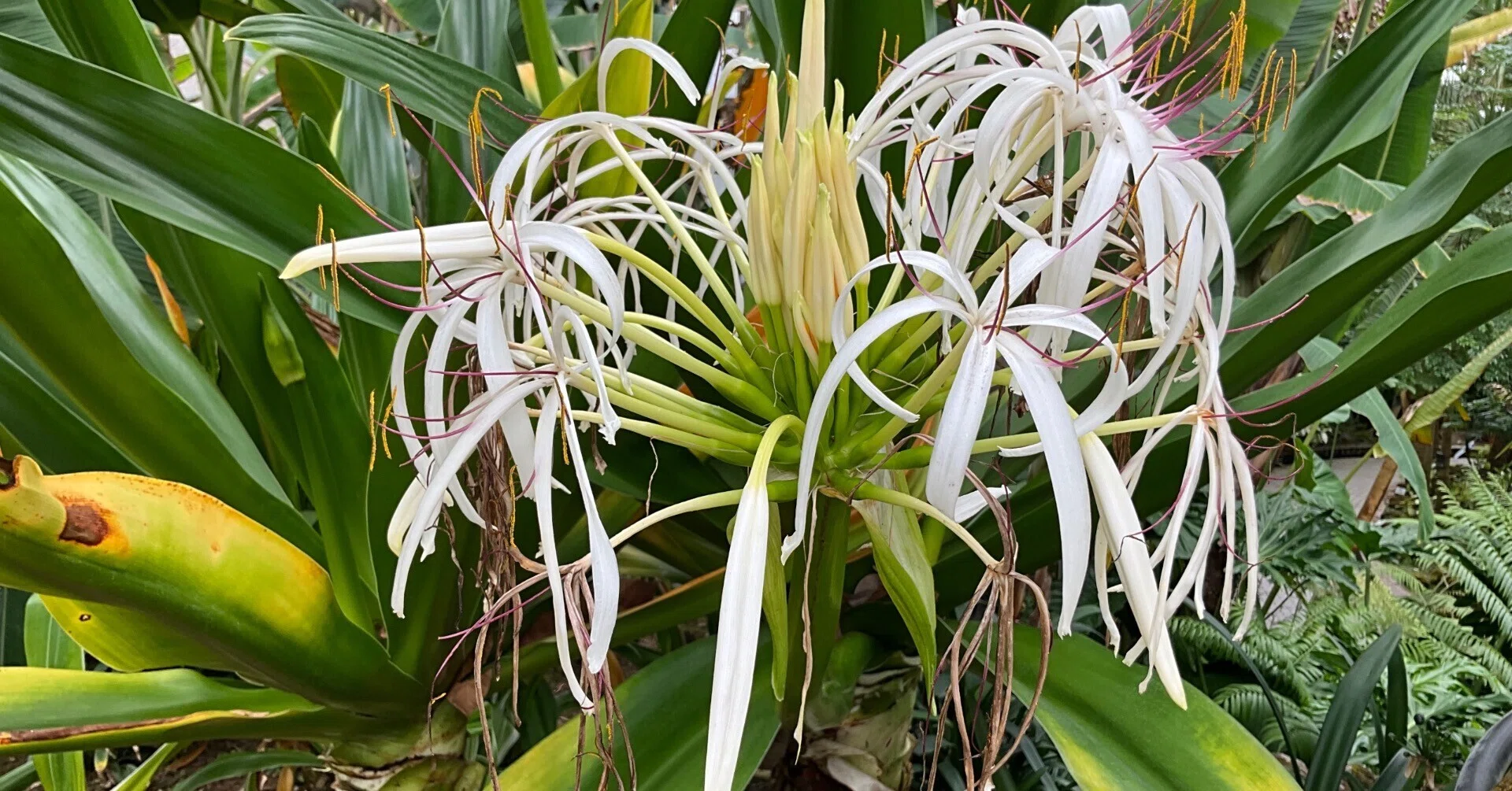 タイワンハマオモト（京都府立植物園）：2026年7月6日（月）｜藤井秀昭