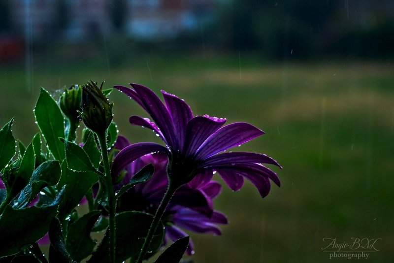 レタッチで雨降りの写真を作る Angie Bxl Note レタッチで雨降りの写真を作る Angie Bxl Note