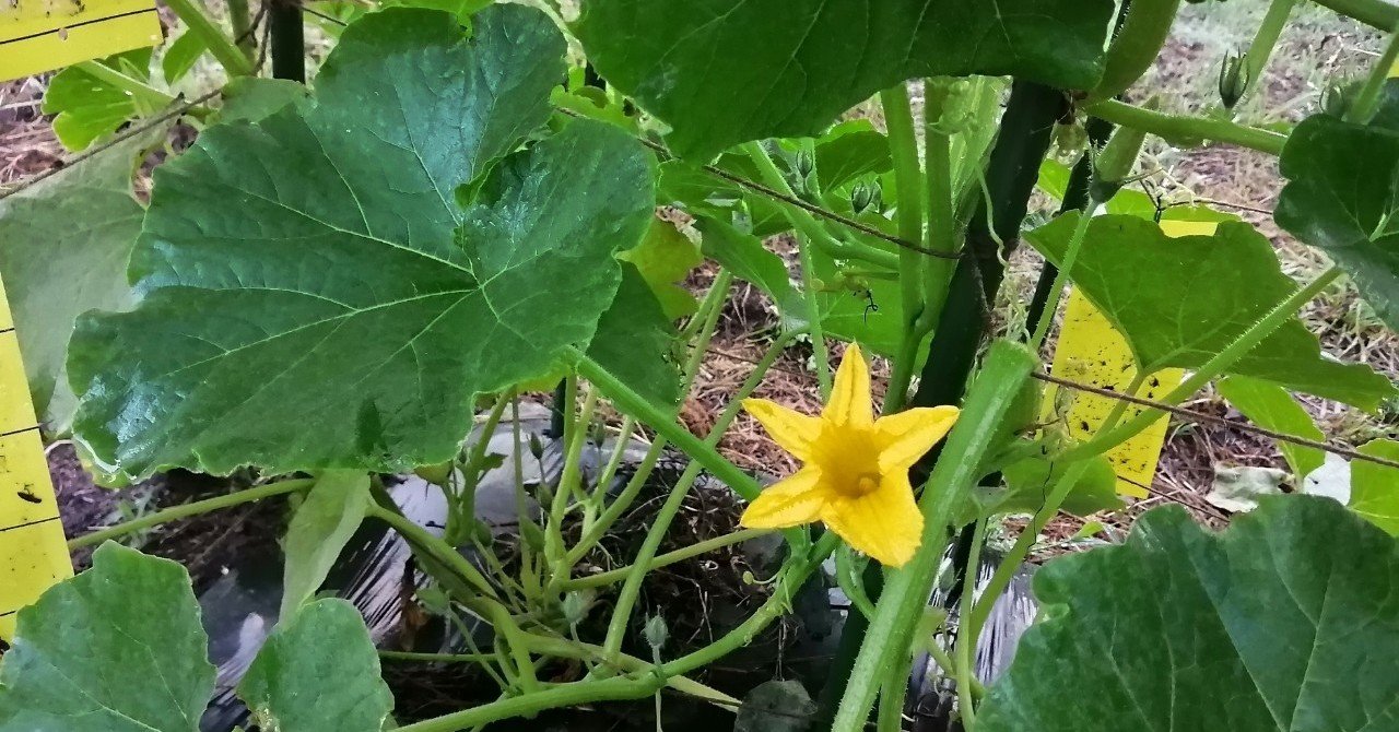 ミニかぼちゃ また雌花が咲き始めた 松本瑞木 木と農のある暮らし 無垢の家具ソリウッド Note