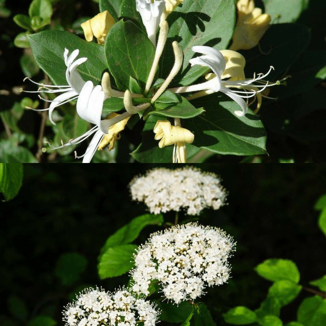 6月22日お誕生日の方おめでとうございます 今日の誕生花の花言葉は スイカズラ 愛の絆 献身的な愛 ガマズミ 結合 私を無視しないで 今日も素敵な1 日になりますように 誕生花 Monstera18 Note 6月22日お誕生日の方おめでとうございます 今日の誕生花の花言葉は スイカズラ 愛の絆 献身的な愛 ガマズミ 結合 私を無視しないで 今日も素敵な1 日になりますように 誕生花 Monstera18 Note