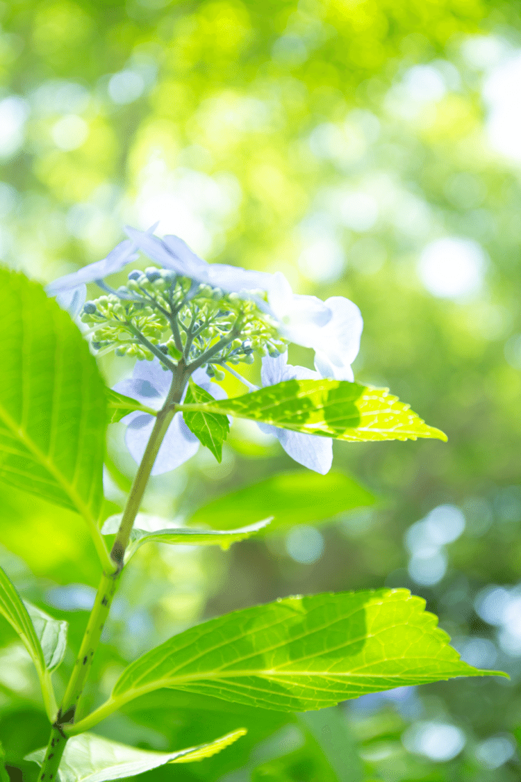 あなたの

内側と

外側のあなたを

一緒に

できたらいいね

#花　#幸せ　#こころ　#あなたの応援団　#写真　#フォトポエム　#フォトポエムカウンセラー