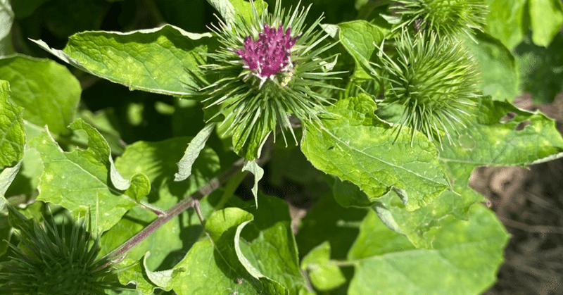 ごぼうの花 Apposannn Note