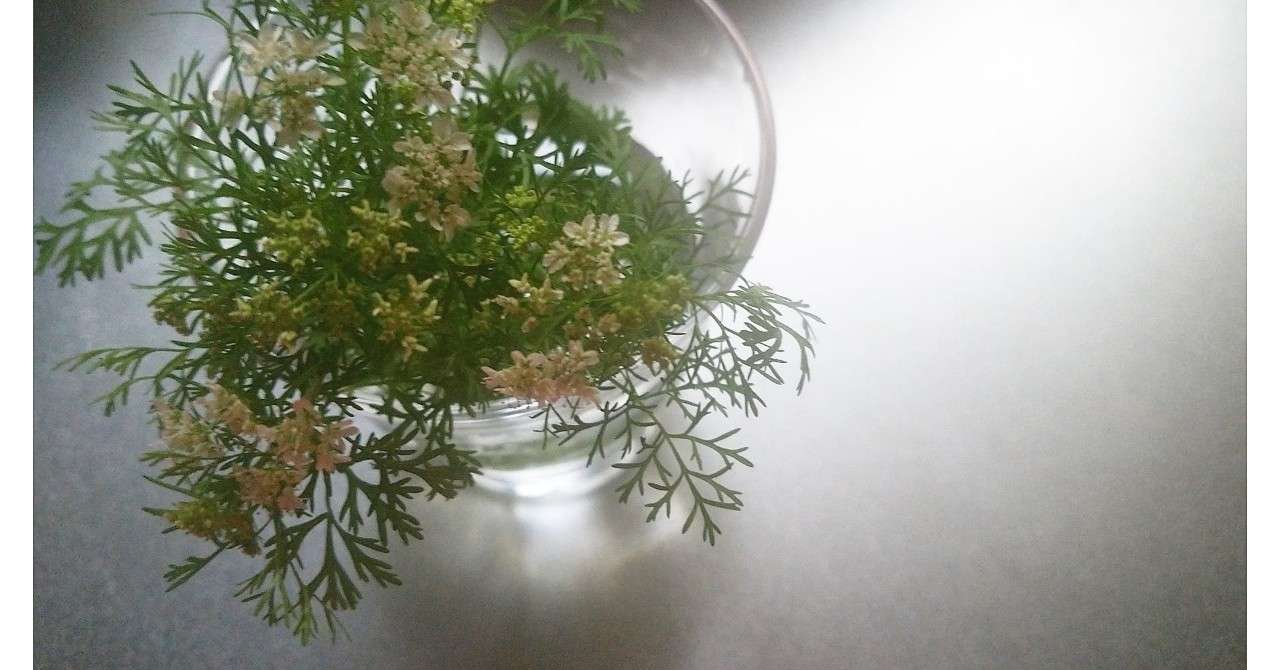パクチーの花が咲いた アサコ Note