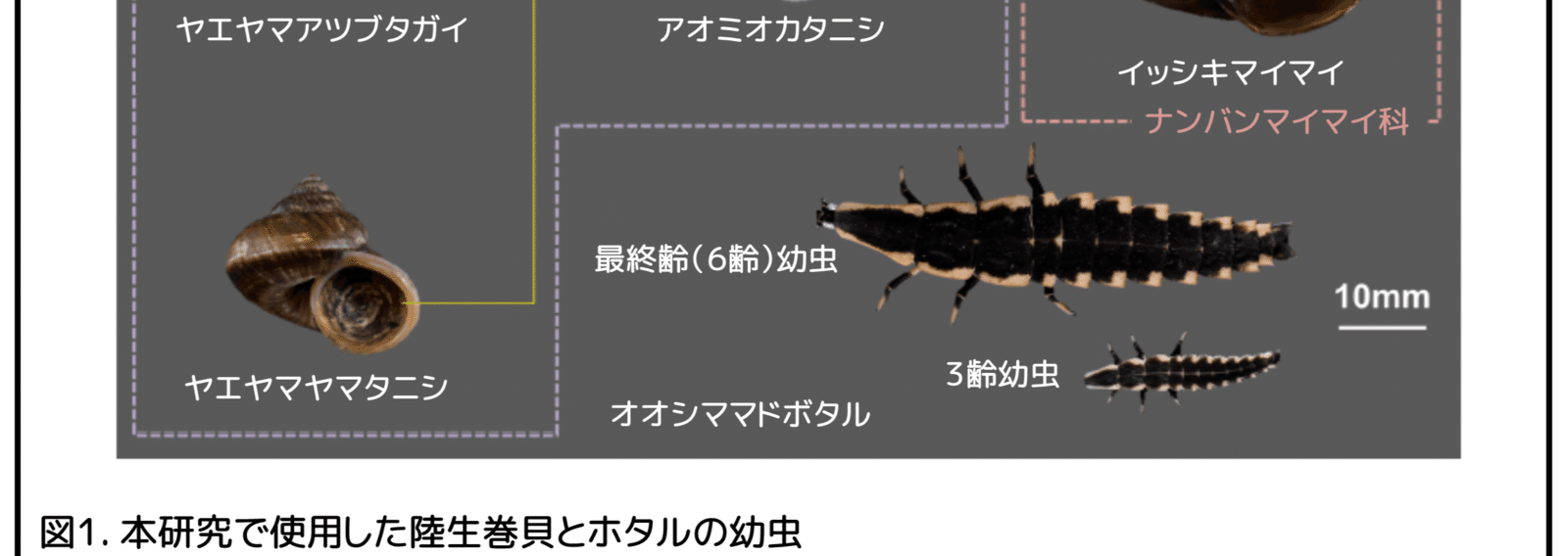 オオシママドボタル幼虫のエサ取り 木に登ればエサいっぱい かわいせーざん 基礎研究っておもしろい 生物編 Note