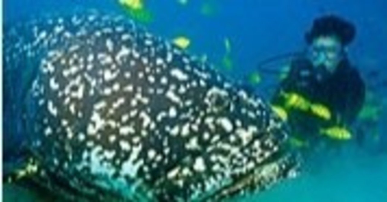 タマカイ 巨大ハタ giantgrouper とダイバーの戯れ プーさん ｈ ｌ88 note