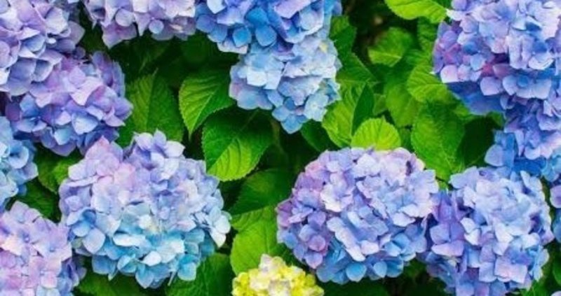 あじさいの七変化の 隠された秘密 花言葉 Aikotobuki My Note