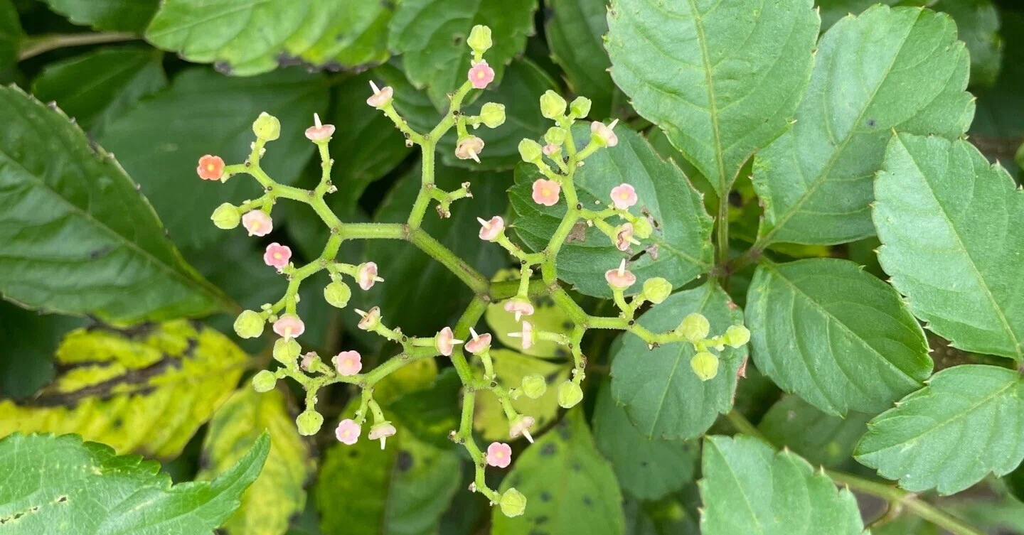 文具マーケット✖️植物モチーフ｜POWER SEED 北澤 里奈｜生きざまを色