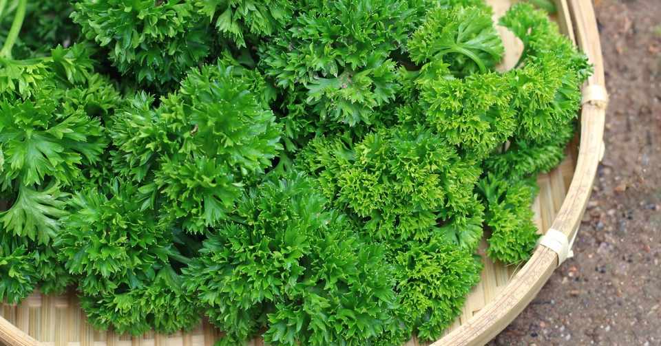 鮮やかなパセリには健康の秘訣が詰まっています 新食べ物通信 No 6 パセリ 世論時報 Note