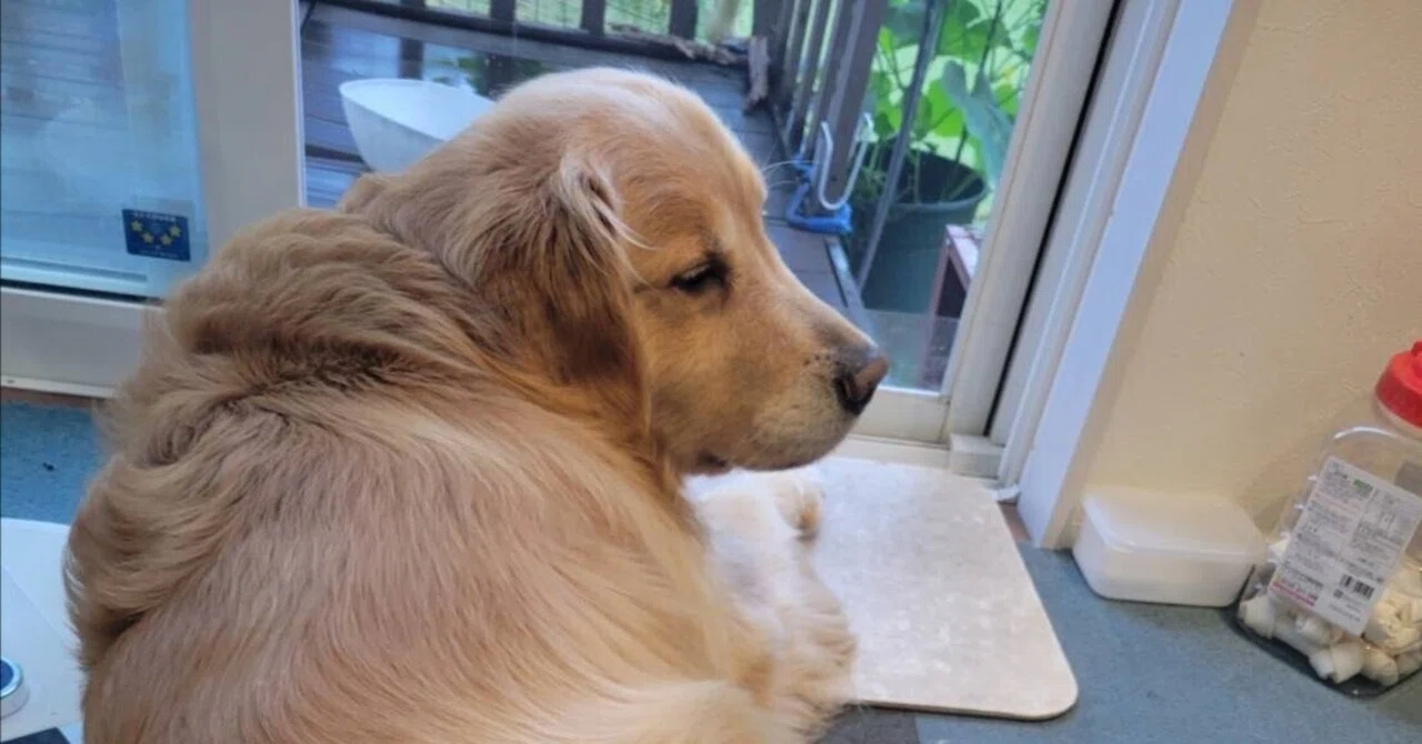 In Reality, How Much Does a Large Dog Cost Per Month? - The 