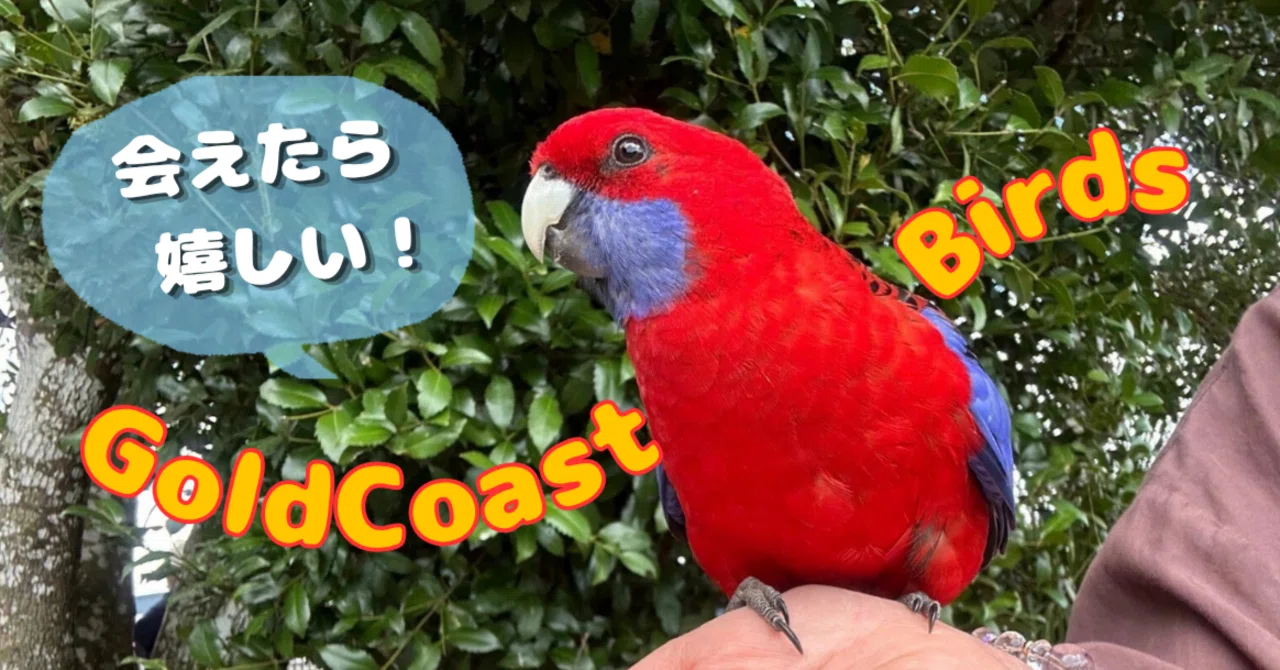 保存版】ゴールドコーストで出会える可愛い野鳥🦜｜YUMIKO