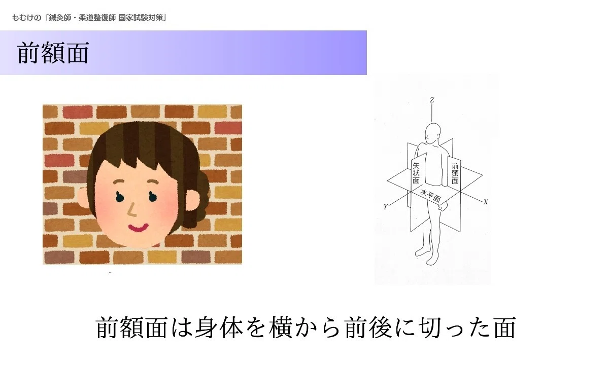 【リハビリ・運動学】イラストで学ぶ前額面・水平面・矢状面とは？｜もぬけ@国試対策 鍼・柔・あ｜note