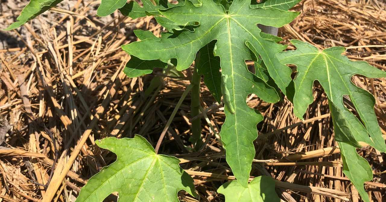 新鮮な パパイヤ 花 落ちる