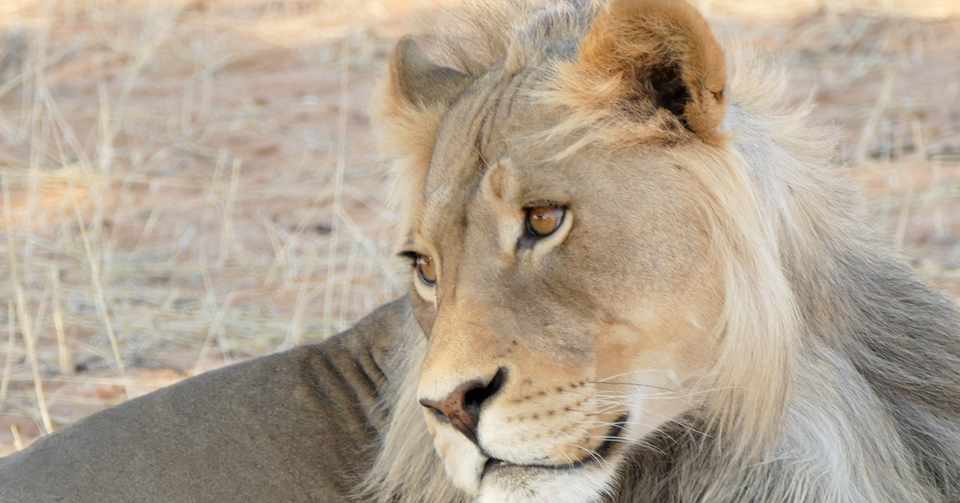 ライオンキング超実写版 考察 Minachan Note