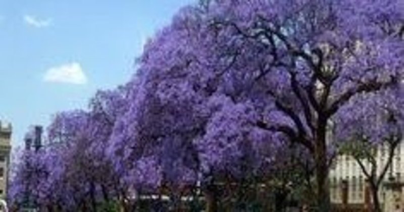 世界三大花木 の新着タグ記事一覧 Note つくる つながる とどける 世界三大花木 の新着タグ記事一覧 Note つくる つながる とどける