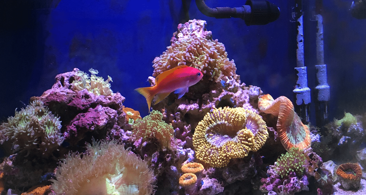 サンゴ 水槽のレイアウト変更とか生態追加とか Uda Note