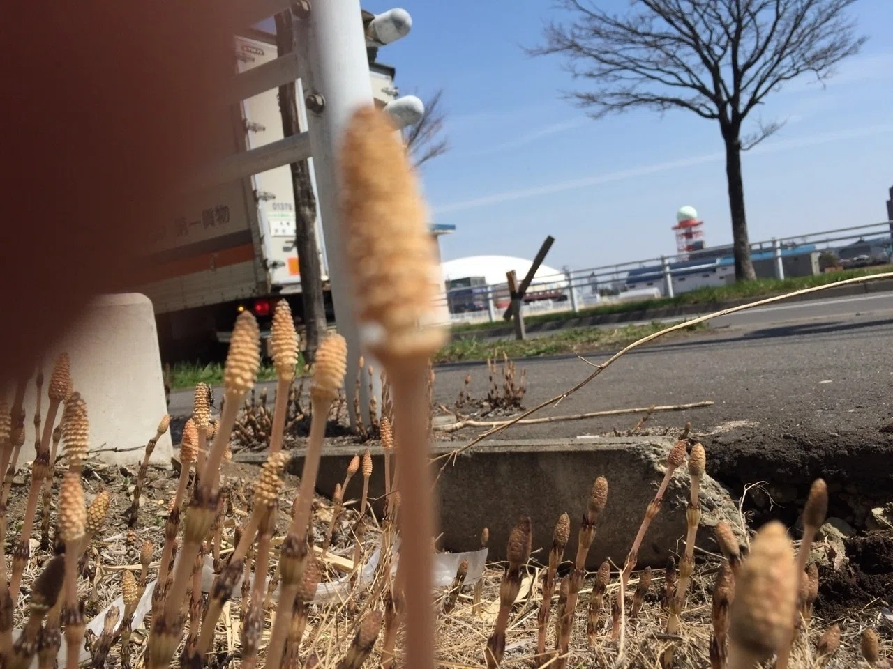 春が来た。ってか春が来てた。|かーる|note