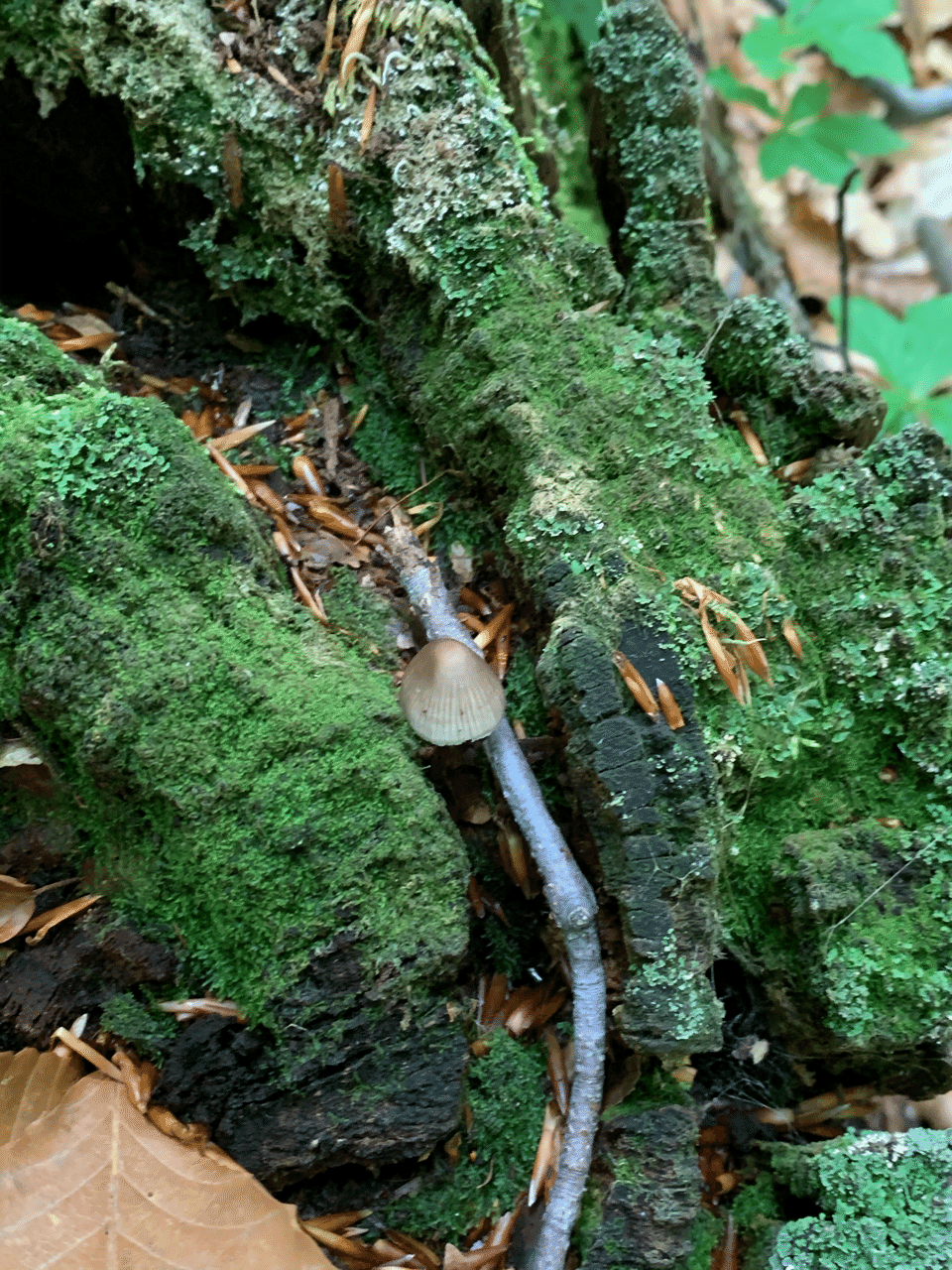 一本だけのクヌギタケ 苔むした木に一人 テツ Note