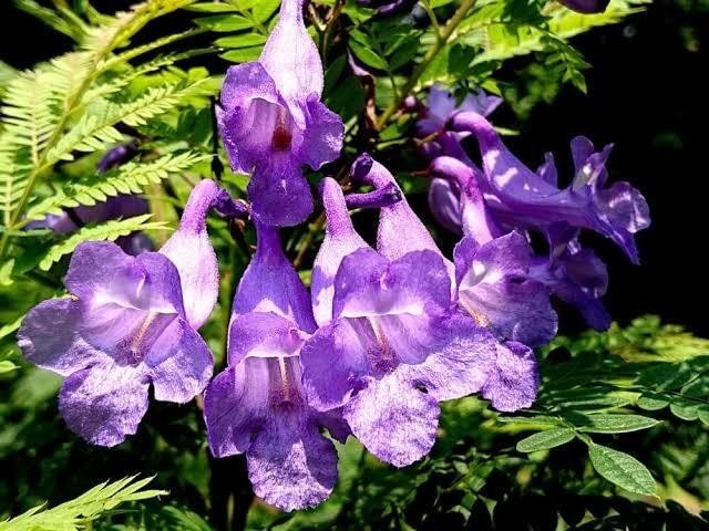 世界三大花木 ジャカランダの花 Aikotobuki My Note 世界三大花木 ジャカランダの花 Aikotobuki My Note
