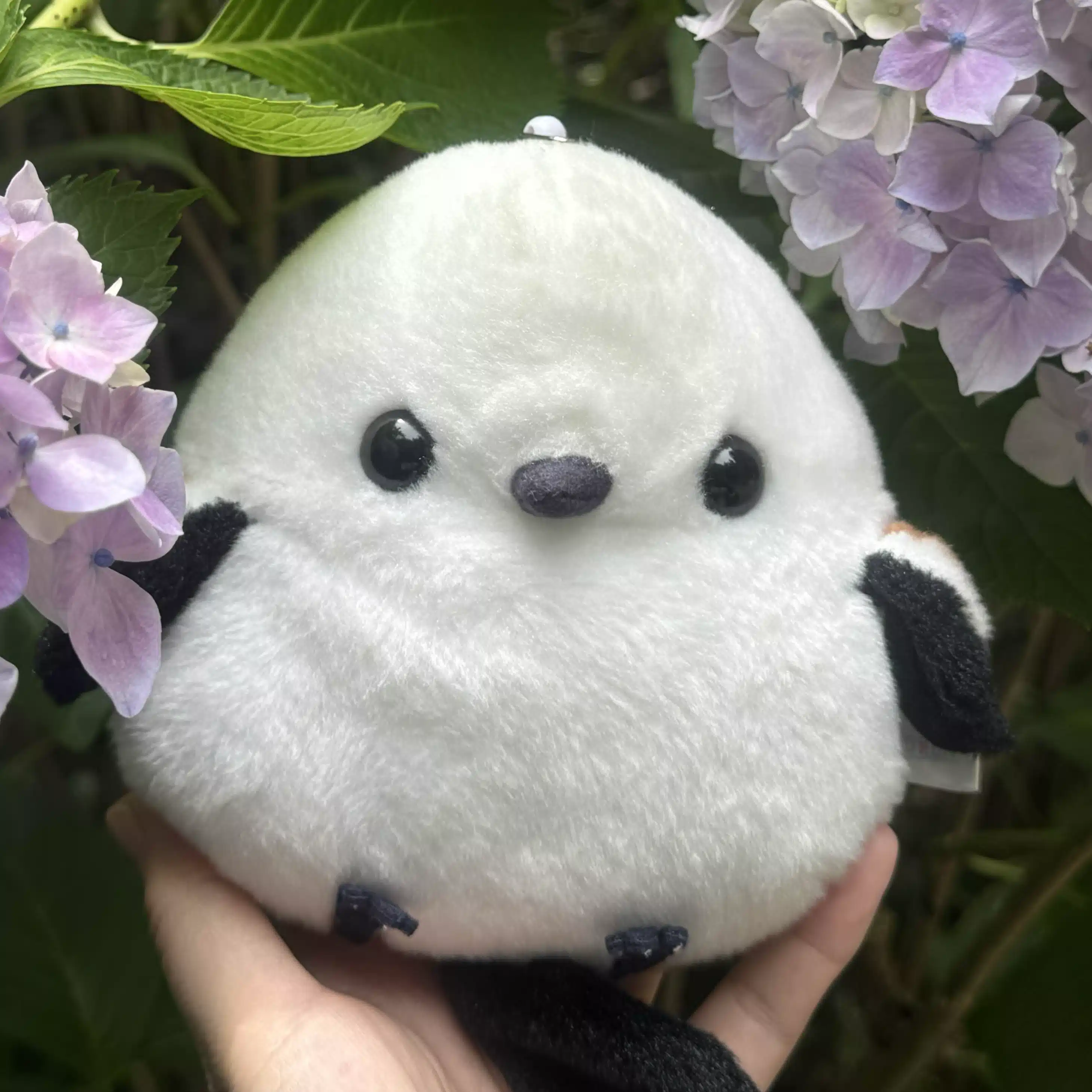 シマちゃん