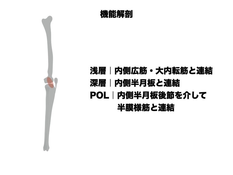 膝内側側副靭帯損傷の理学療法 アスレティックリハビリテーション 平 純一朗 理学療法士 アスレティックトレーナーnote Note