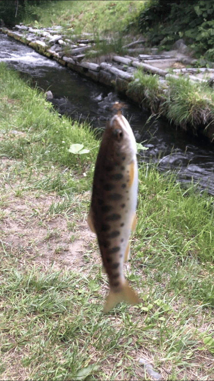 おめでとう 釣れたよ ヤマメ 渋谷絵里子 しぶやえりこ Note