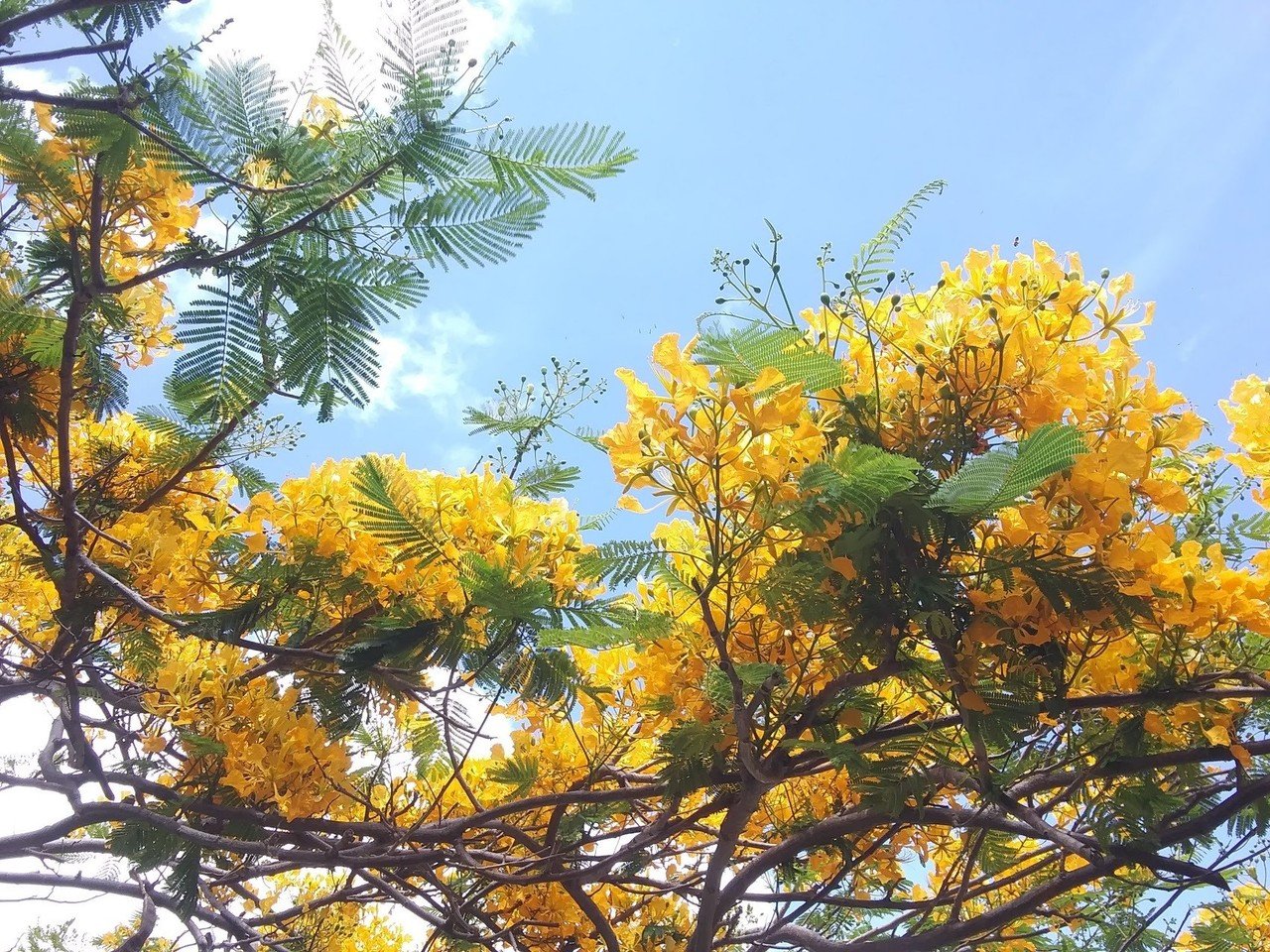 今日のハワイ 満開はつづく Koʻu Makuakane コ ウ マクアカ ネ My Father Kahale Uchi Note