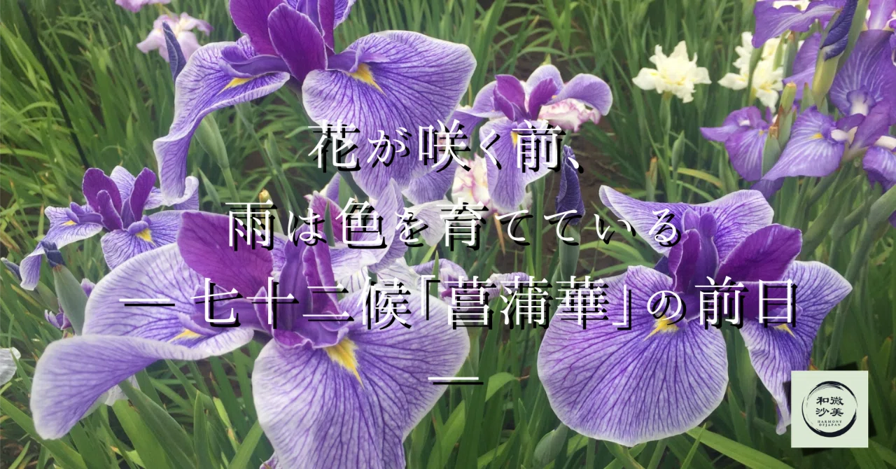 花が咲く前、雨は色を育てている― 七十二候「菖蒲華」の前日 ―｜和の