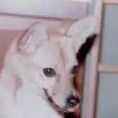 とっきー
