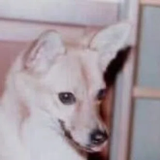 とっきー