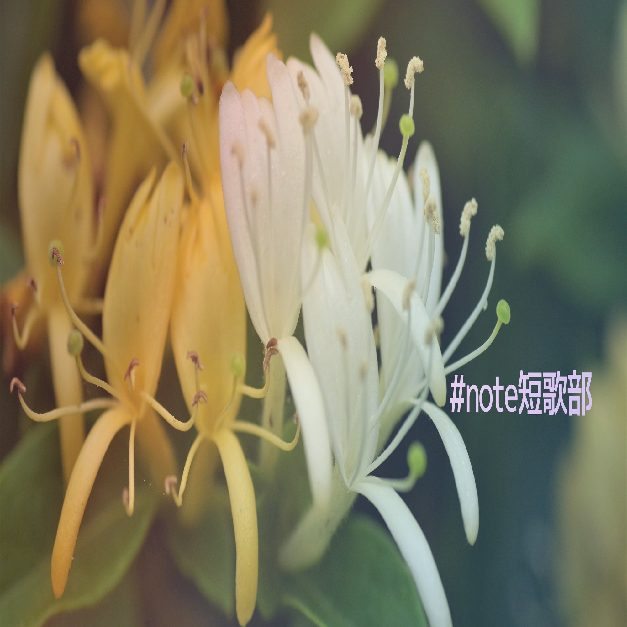 6月22日 誕生花は忍冬 Note短歌部 御子柴 流歌 Note