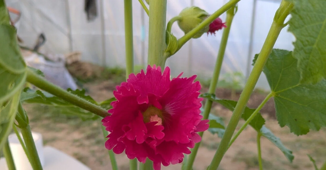謎の植物｜Sassan