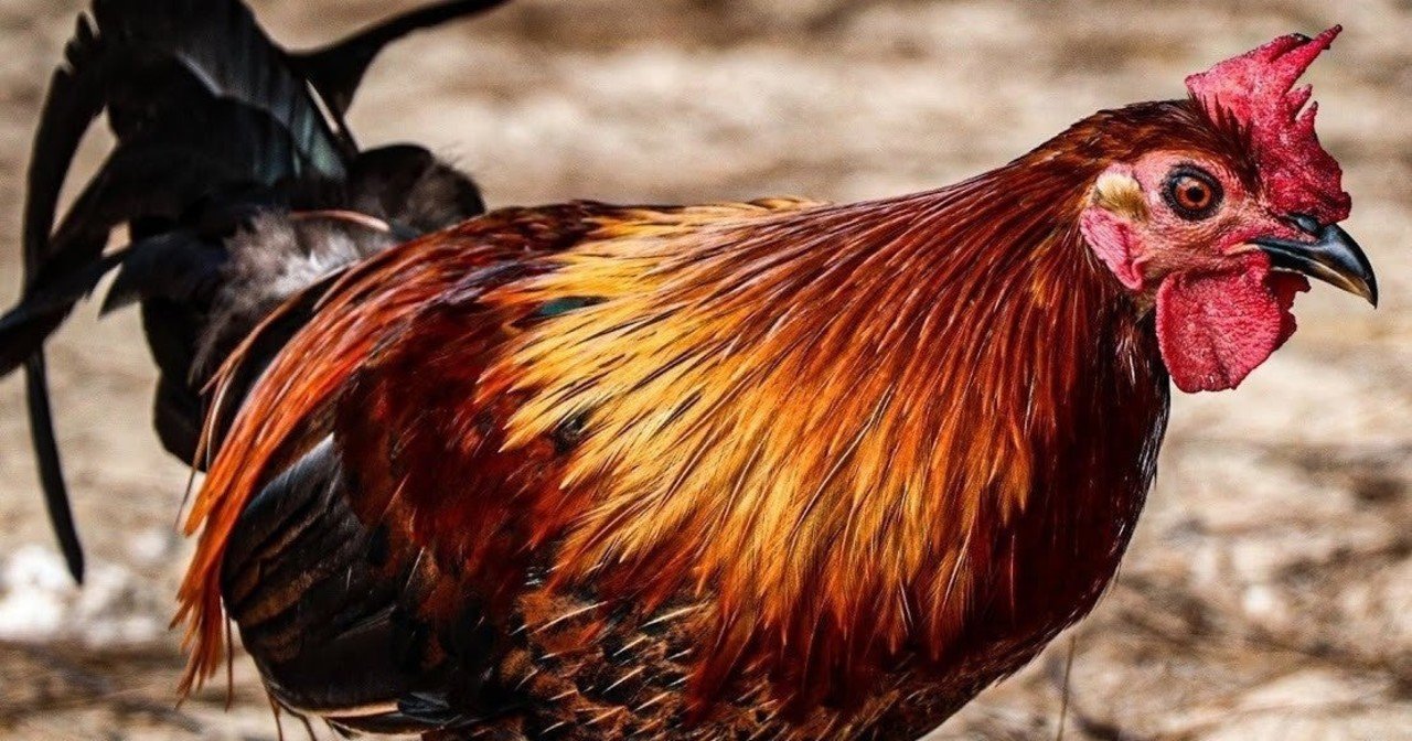 いろいろ 僕は、鳥になる 276449僕は 鳥になる ただぬりえ